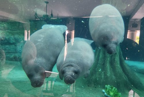 Manatees-at-the-Bishop-Museum