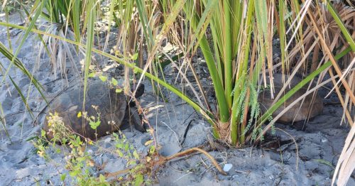 Tortoises-on-Egmont-Key